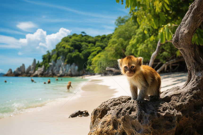 夏季海滩上的小猴子图片
