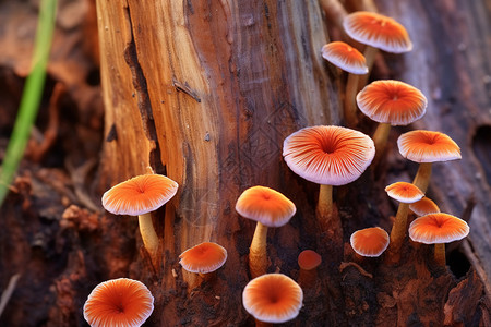 森林中的真菌图片