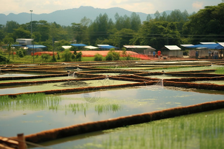池塘围栏农田种植的稻田背景