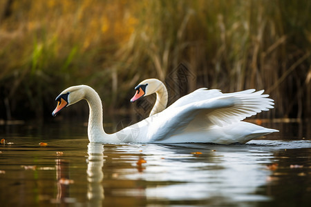 湖中浪漫的天鹅夫妻图片