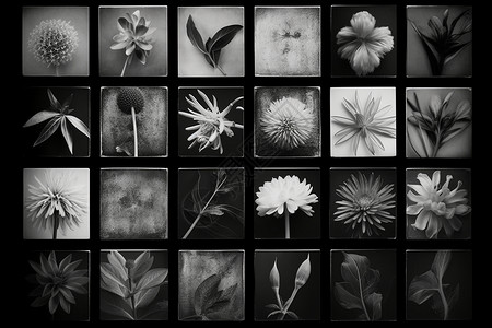 黑白照片的花朵背景图片
