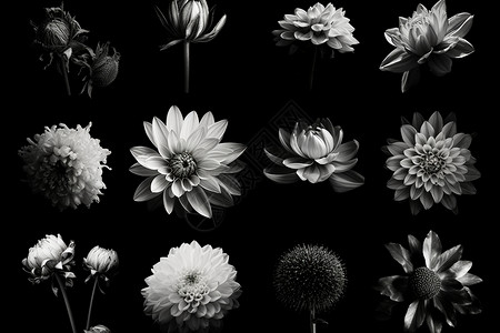 不同花种的黑白照片图片