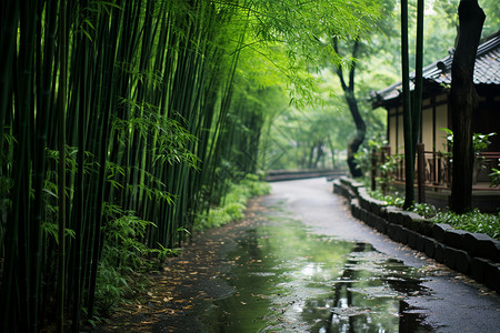 公园路径竹子图片