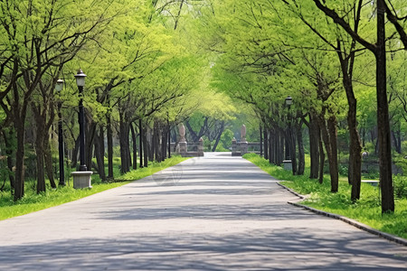 绿树成荫的道路图片