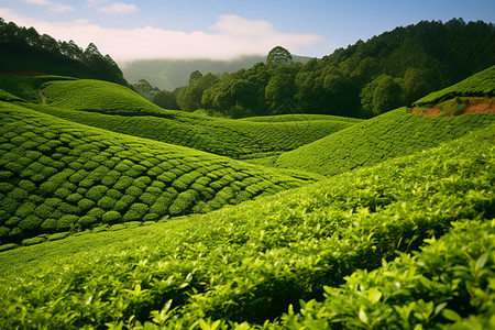 山坡中种植的茶树图片