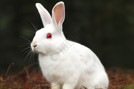 可爱的野生兔子背景图片
