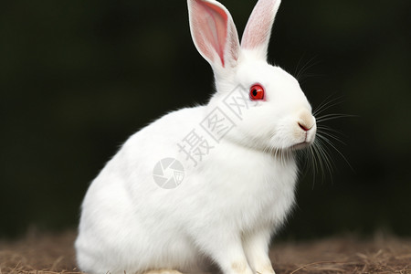 可爱的白色野兔背景图片