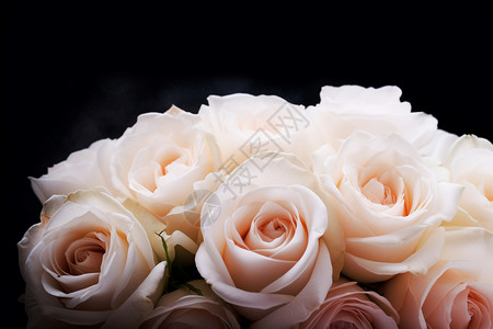 浪漫的白玫瑰图片