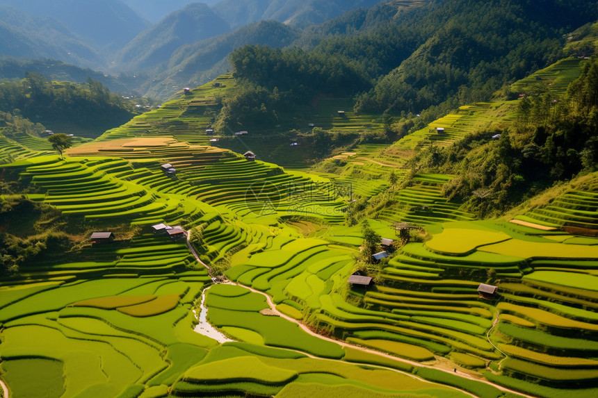 农村丘陵中的田地图片