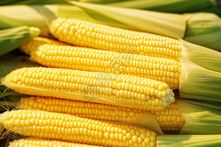 田里新鲜的玉米图片
