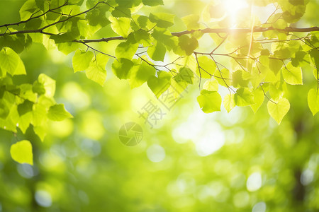绿色桦树植物图片