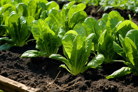 农业健康菠菜高清图片