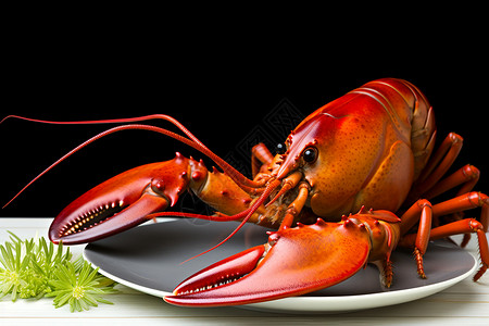 红色外壳插入美味新鲜的大龙虾背景