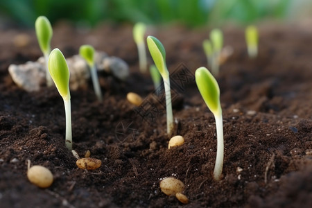 发芽的豆芽土壤小豆芽高清图片