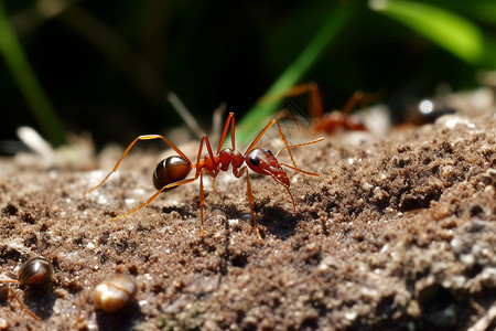 昆虫红蚂蚁图片