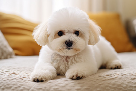 格子枕头趴在沙发上的白色小狗背景