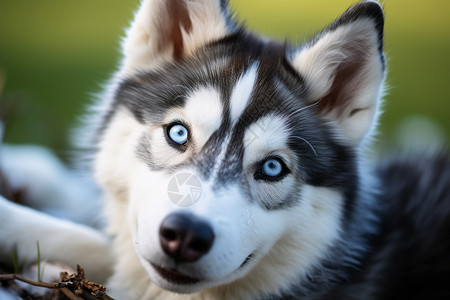 哈士奇幼犬纯血统哈士奇背景