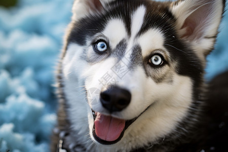 哈士奇幼犬可爱宠物哈士奇背景