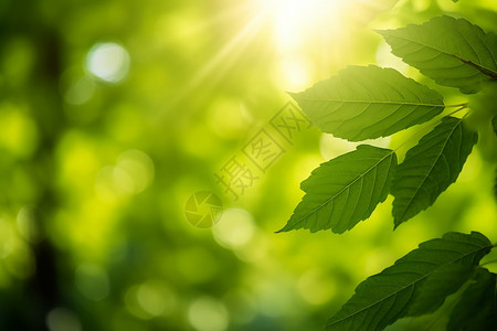 超清绿色养眼绿色植物与阳光设计图片