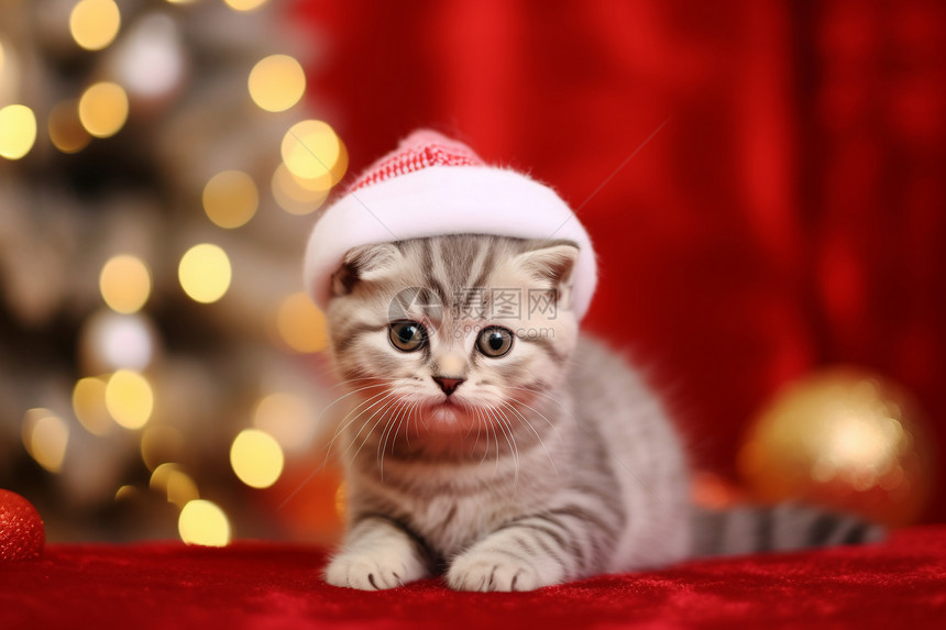 戴着圣诞帽的小猫咪图片