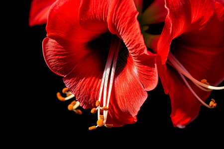 娇艳欲滴的花朵背景图片