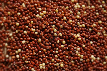 营养谷物藜麦背景图片