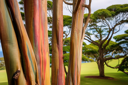 热带彩虹桉树高清图片