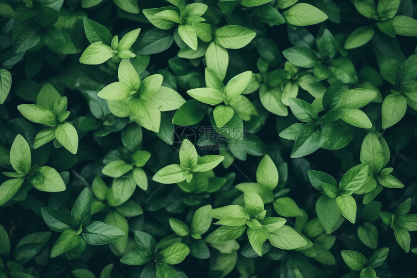 绿色植物背景图片