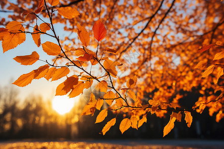 温暖森林夕阳下的秋叶背景