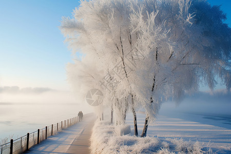 被雪压着的树枝被雪覆盖的植物背景