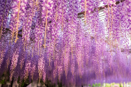 盛开的美丽紫藤花背景图片
