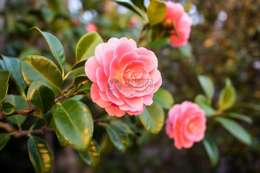 花园里的山茶花图片