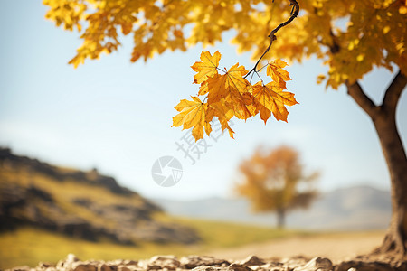 秋天壁纸背景图片