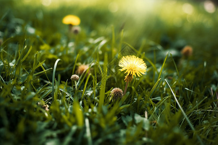 美丽的草地和小黄花图片