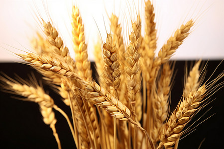 成熟的小麦食品谷壳高清图片