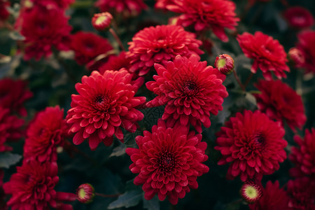 盛开的花朵背景图片