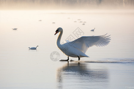 野生动物白天鹅高清图片