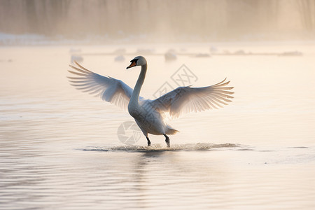 煽动翅膀的白天鹅高清图片