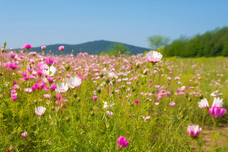 乡村美丽的野花背景图片