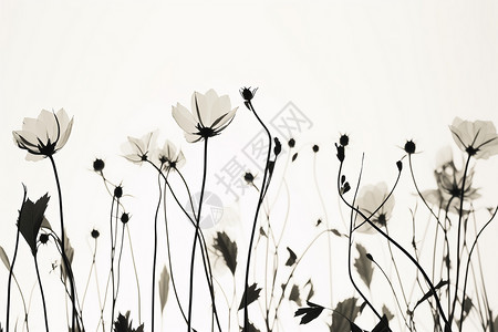 花朵线描创意插图背景图片