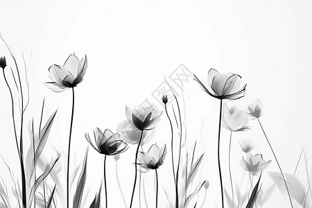 白色背景上的花朵线描插图图片