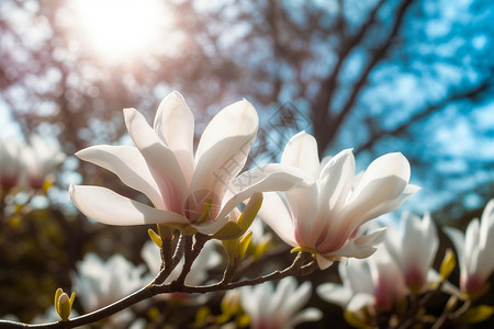 阳光下盛开的粉白色花朵图片