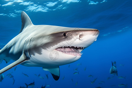 深海海底鲨鱼深海捕食者大白鲨背景