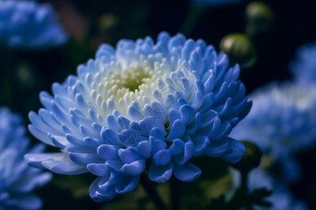 渐变植物素材蓝色美丽菊花背景