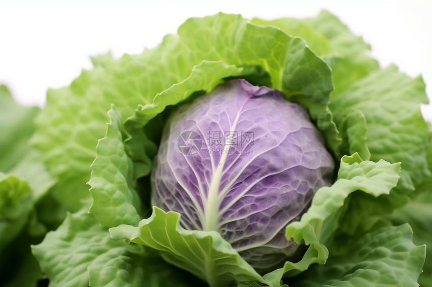 生长的紫色蔬菜图片