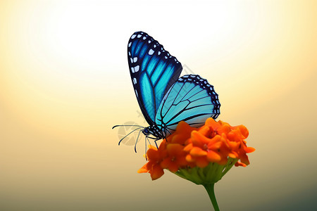 蓝色的小蝴蝶高清图片