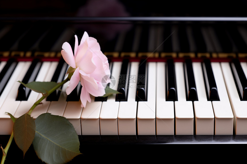 钢琴上的鲜花图片