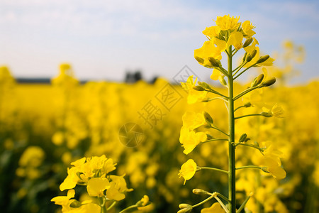 农业生物农村绽放发菜花背景