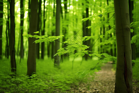 森林里的美丽风光高清图片