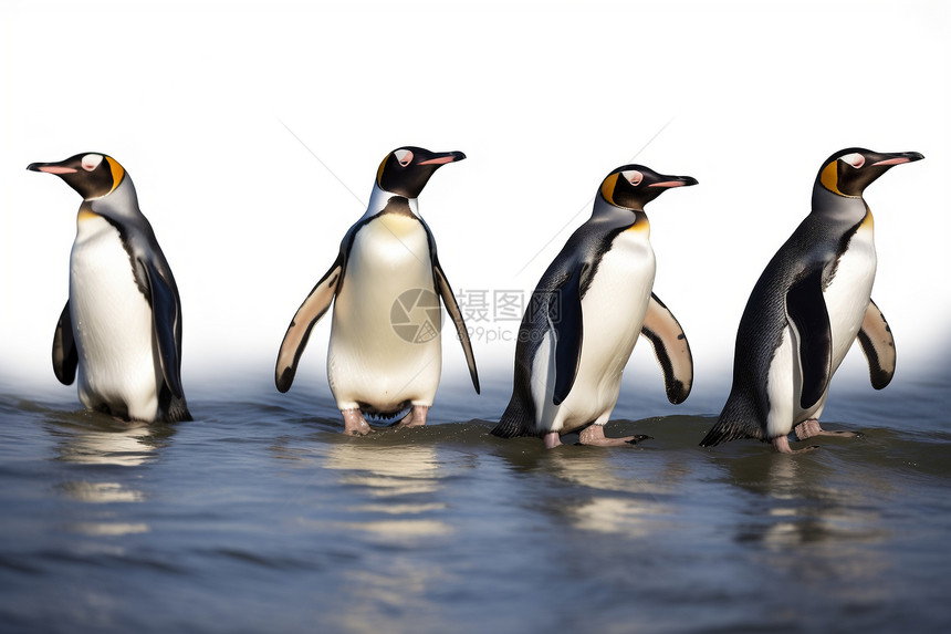 大海里前行的企鹅图片
